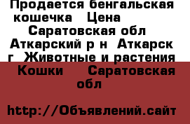 Продается бенгальская кошечка › Цена ­ 4 000 - Саратовская обл., Аткарский р-н, Аткарск г. Животные и растения » Кошки   . Саратовская обл.
